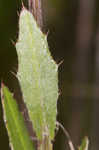 Le Conte's thistle